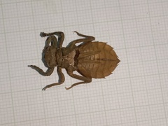 Gomphidae