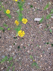Helenium amarum