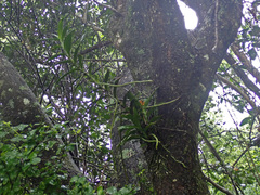 Cyrtorchis