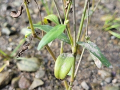 Persicaria hydropiper