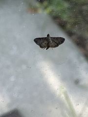 Herpetogramma phaeopteralis