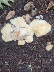 Pseudoinonotus dryadeus