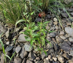 Persicaria hydropiper