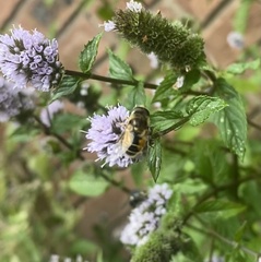 Eristalis arbustorum