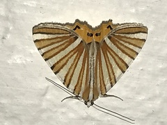 Pityeja histrionaria