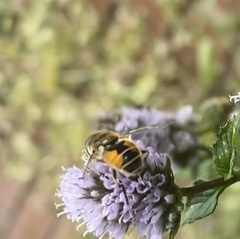 Eristalis arbustorum