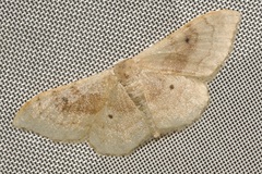 Idaea degeneraria