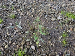 Persicaria hydropiper
