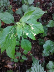 Impatiens parviflora