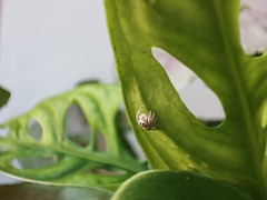 Thyene imperialis