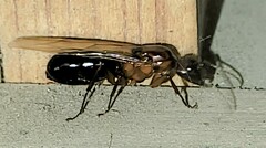 Camponotus atriceps