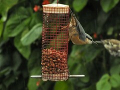 Sitta europaea