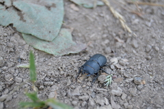 Dorcus parallelipipedus