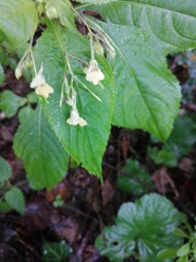 Impatiens parviflora