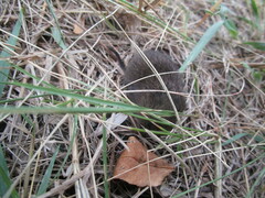 Microtus pennsylvanicus