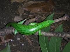 Lamprolepis smaragdina