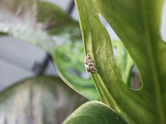 Thyene imperialis