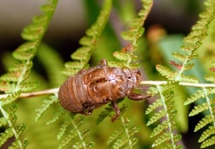 Neotibicen canicularis