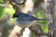 Microspingus cinereus