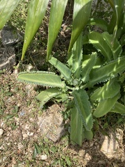 Kalanchoe laetivirens