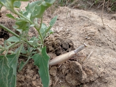 Hierodula transcaucasica