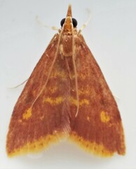 Pyrausta acrionalis