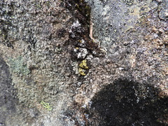 Arthrorhaphis citrinella