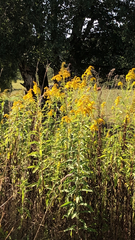Solidago gigantea