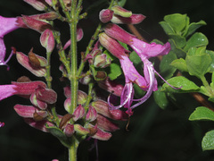 Syncolostemon densiflorus
