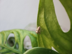 Thyene imperialis