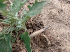Hierodula transcaucasica