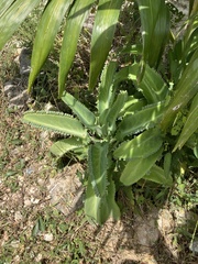 Kalanchoe laetivirens