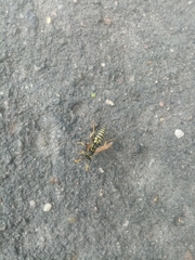 Polistes dominula