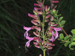Syncolostemon densiflorus