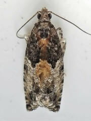 Epinotia nisella