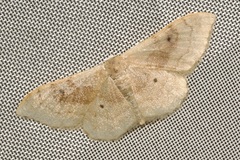 Idaea degeneraria