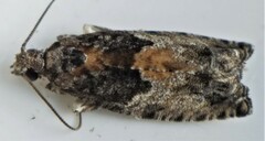 Epinotia nisella
