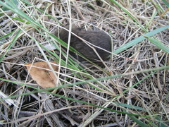 Microtus pennsylvanicus