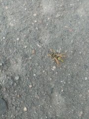 Polistes dominula