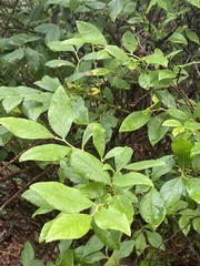 Ilex verticillata