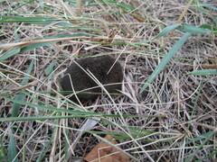 Microtus pennsylvanicus