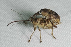 Curculio