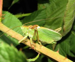 Tettigonia cantans
