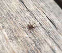 Pardosa