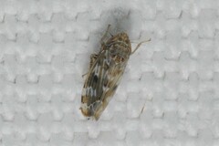 Errastunus ocellaris
