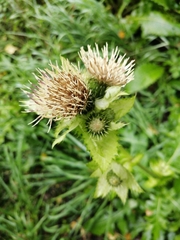Cirsium oleraceum