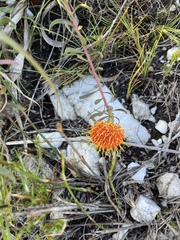 Leucospermum prostratum