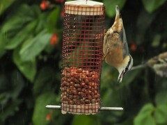 Sitta europaea