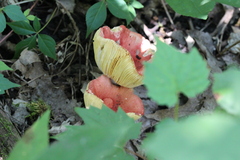 Russula