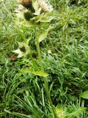Cirsium oleraceum